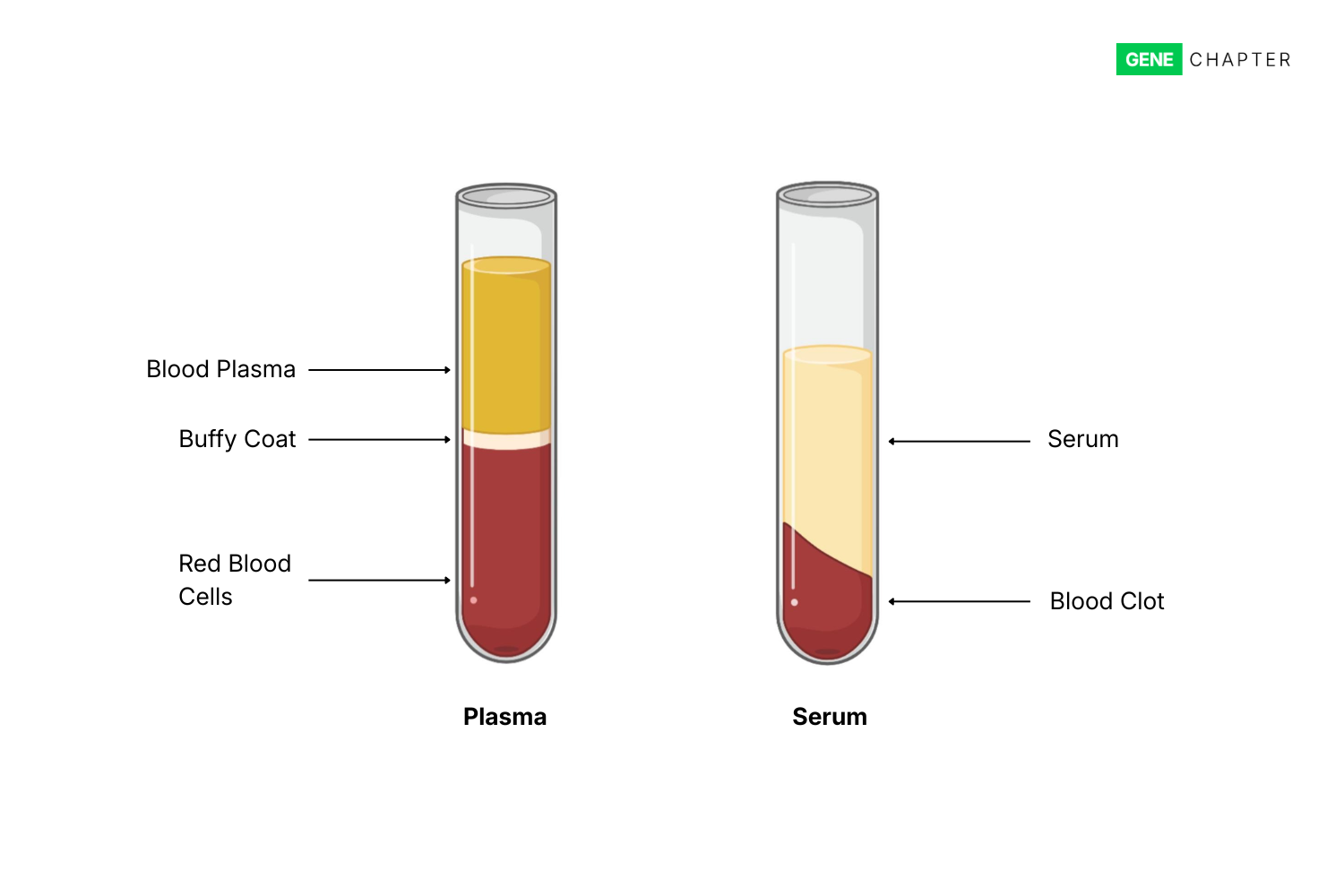 difference between blood plasma and serum