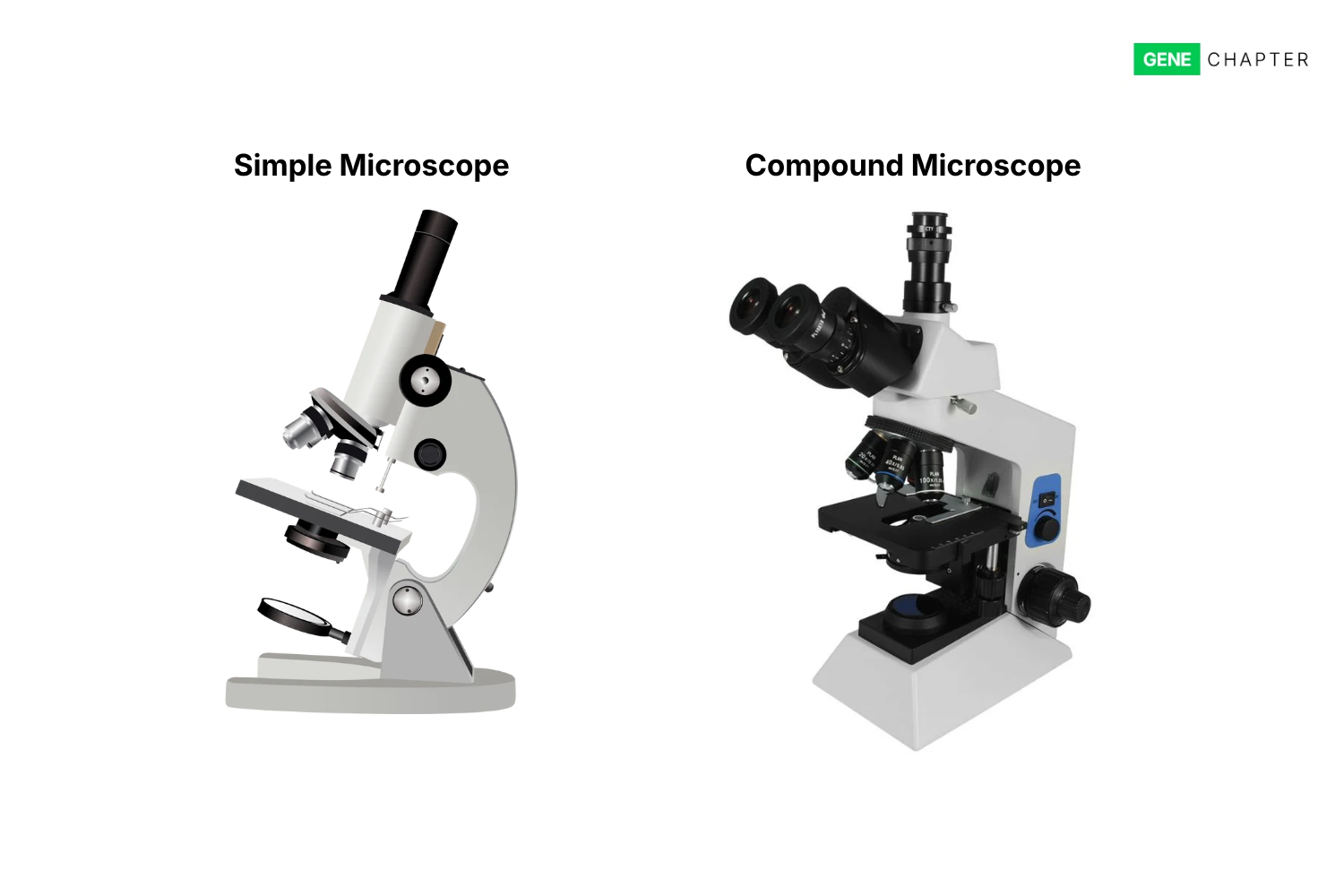 difference between simple and compound microscope