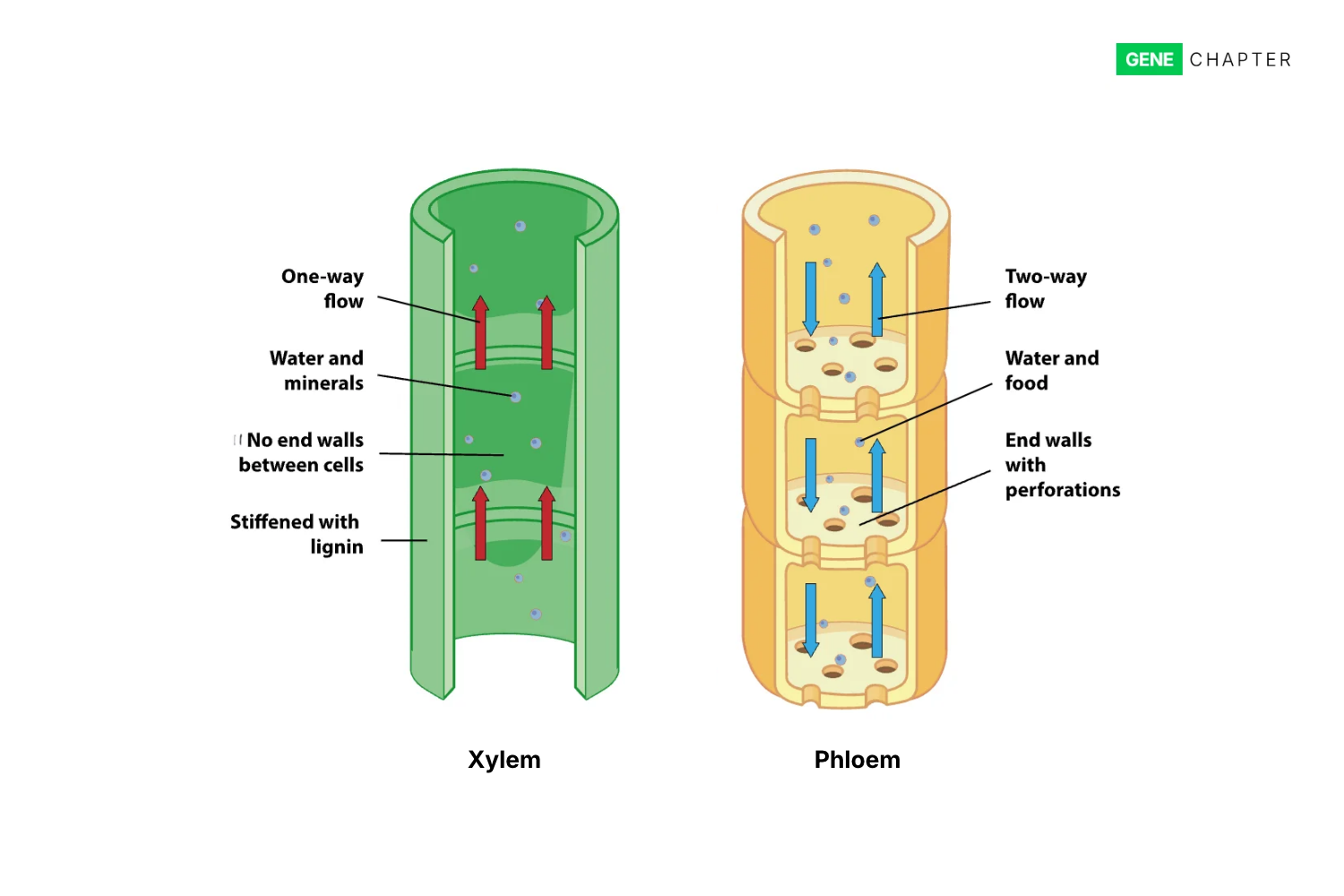 difference between xylem and phloem