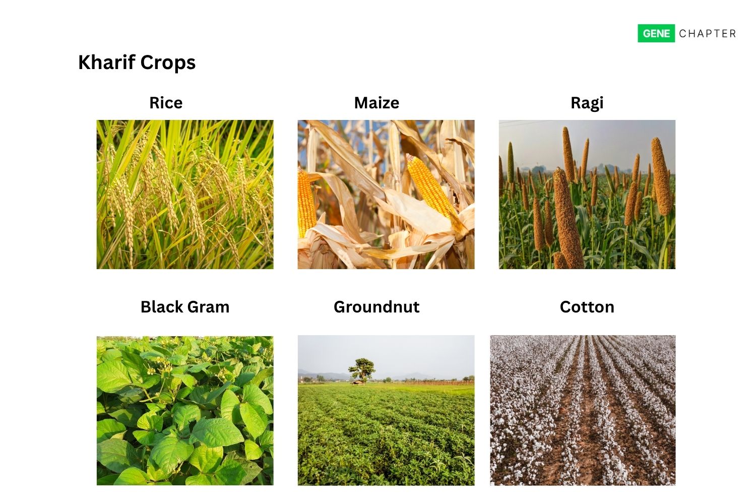 examples of kharif crops