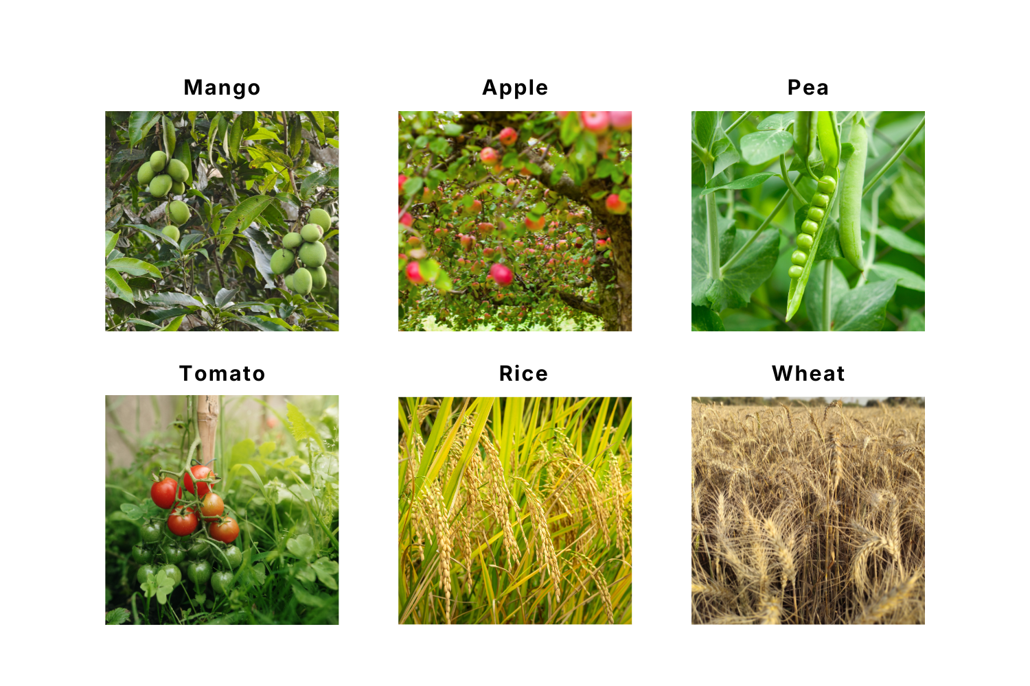 examples of non flowering plants
