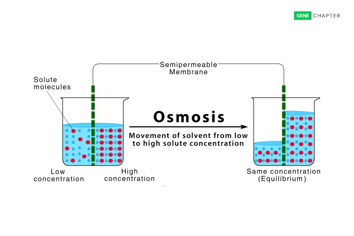 osmosis diagram showing water moving across a semipermeable membrane from low solute concentration to high solute concentration until both sides reach equilibrium