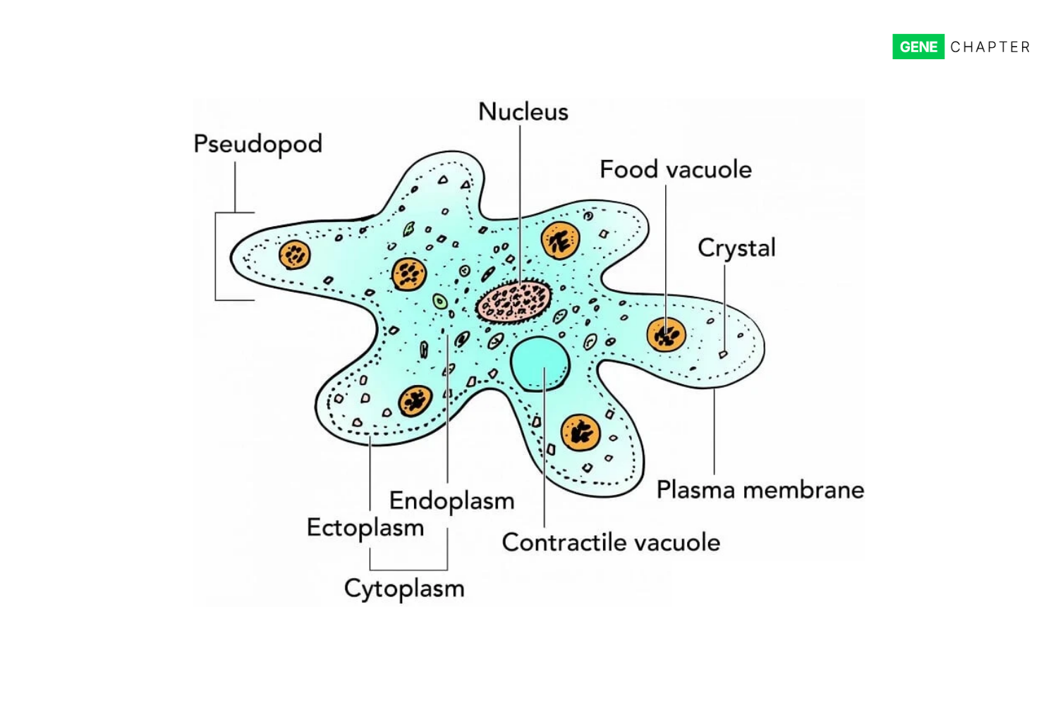 structure and labelled parts of amoeba