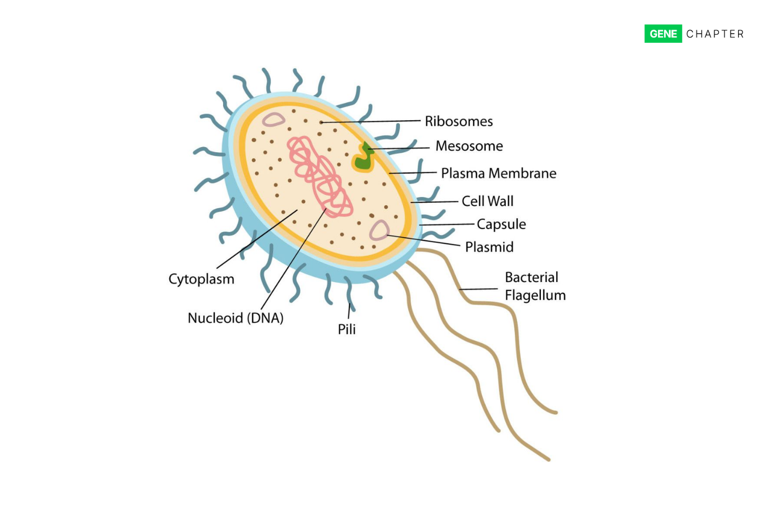 structure and labelled parts of bacteria