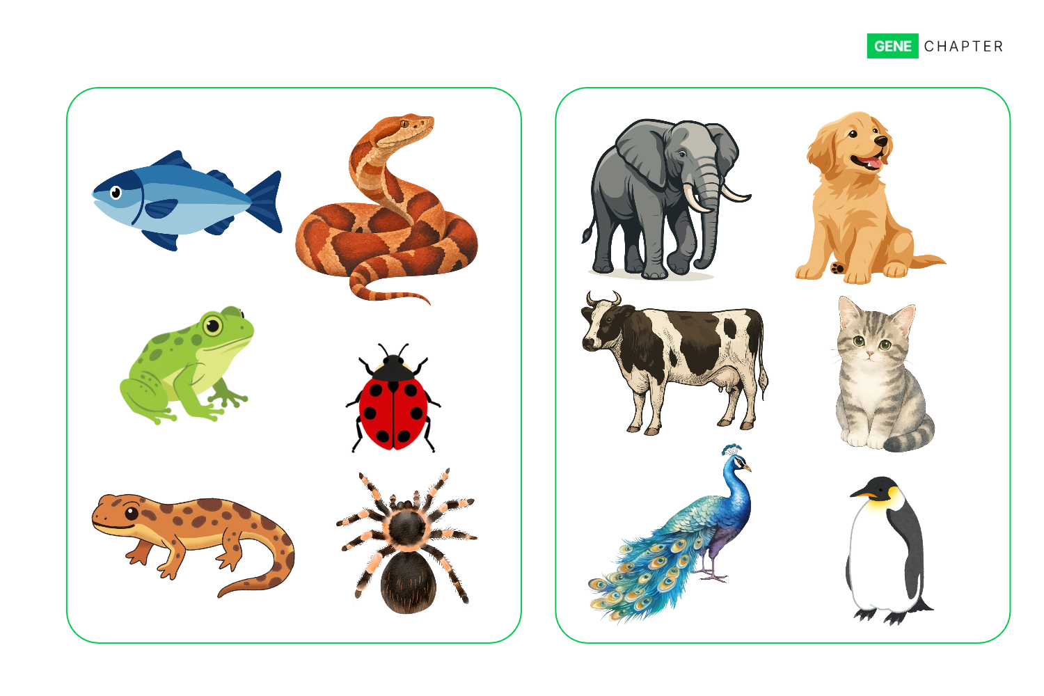 Difference Between Cold-Blooded And Warm-Blooded Animals