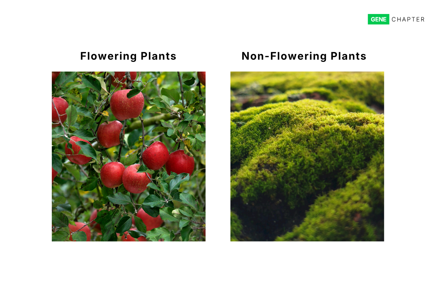 Difference between Flowering and Non-flowering Plants