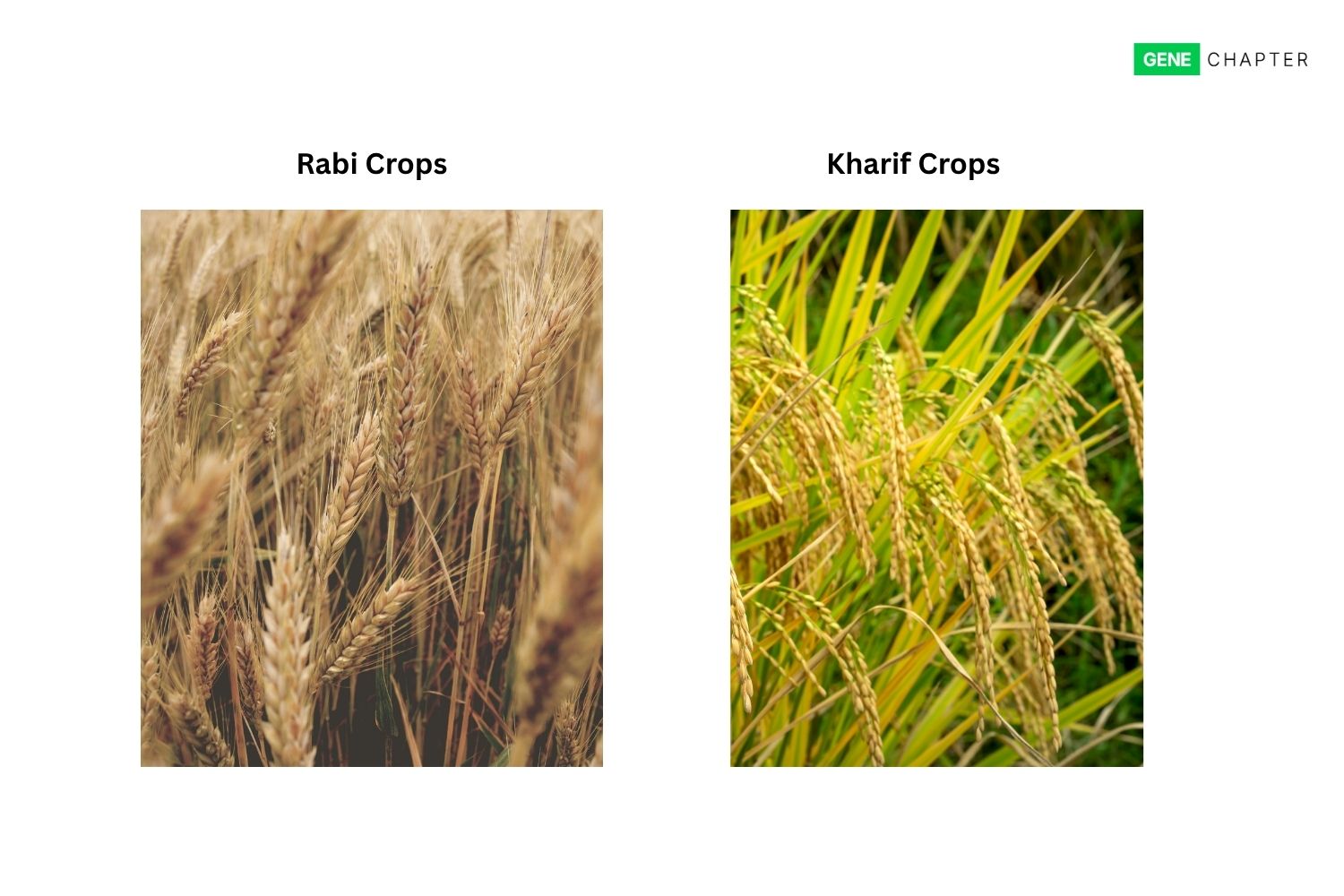 Rabi and Kharif Crops: Differences, Examples, Seasons & More