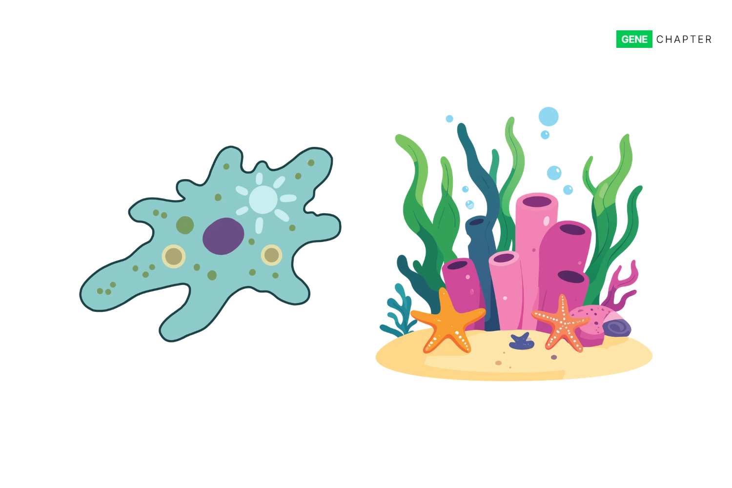 Difference Between Unicellular and Multicellular Organisms